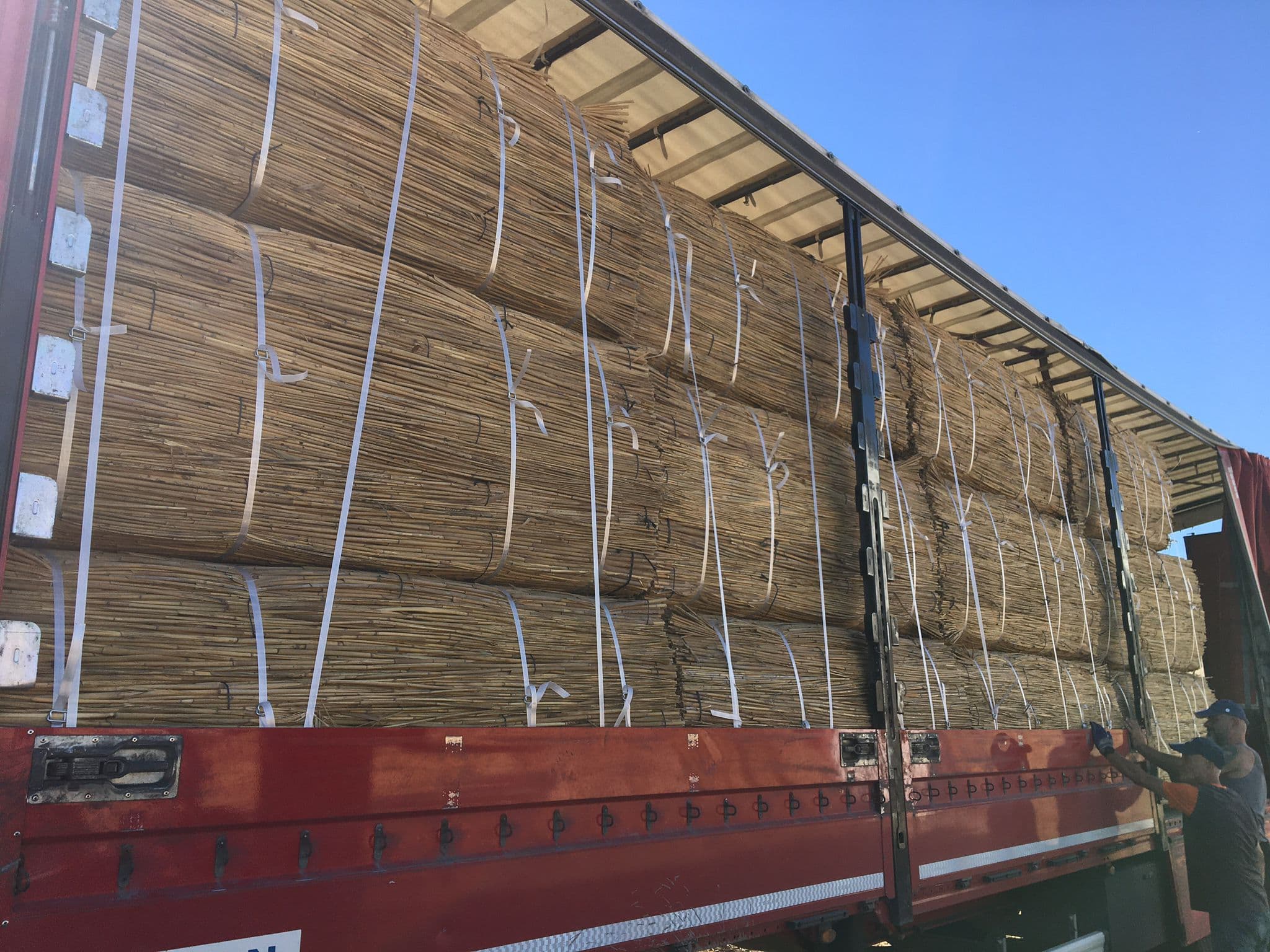 Reed bundles being loaded onto a TIR truck for export to Europe
