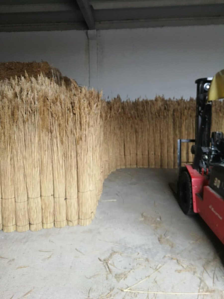 Thatching Reed
